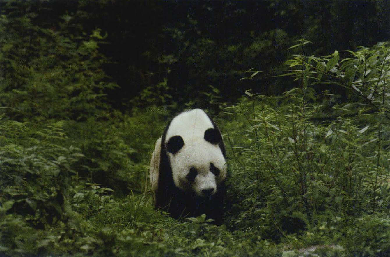 碧峰峽——成年熊猫-2